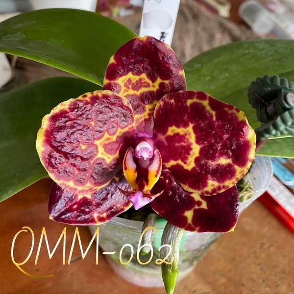 QMM062: Phal. Yaphon Black Snake #3