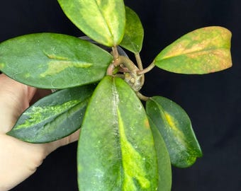 US Seller- Hoya Diversifolia Maharani Variegata VERY Rare - ONE