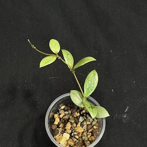 Hoya Kalimantan Mini - Etsy