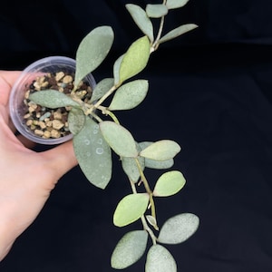 Hoya Nummularioides Silver, silver cute leaves (b)