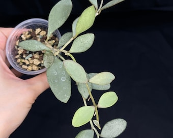 Hoya Nummularioides Silver, silver cute leaves (b)