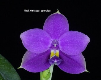 Phal. violacea indigo(108), Sibling Cross / Fragrance