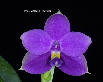 Phal. violacea indigo(108), Sibling Cross / Fragrance