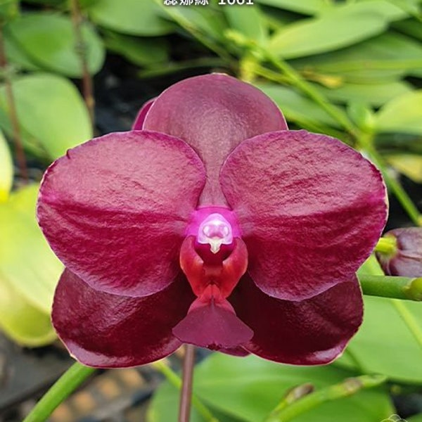 Phal Sogo Relex '1661', fragrant, novelty (C33)