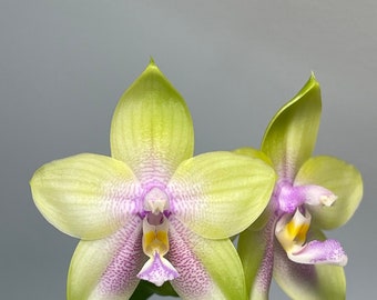 Phal Mituo Prince 弥陀王子, round leaves, fragrant