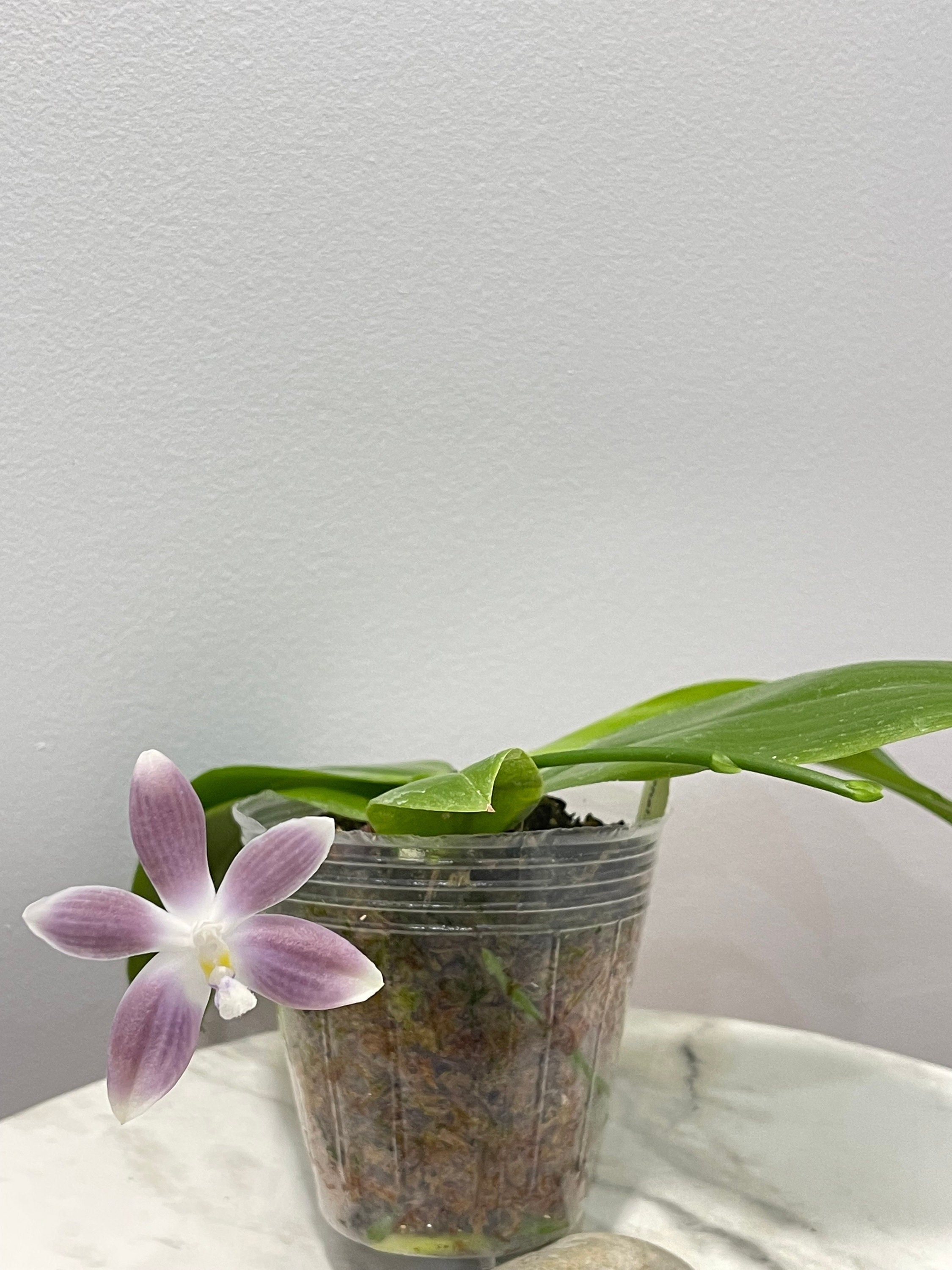 Phal Speciosa Taro 紫玉美人 Nice Taro Color Etsy
