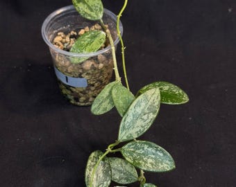Hoya Lima high Splash, attracting splashy leaves (#1)