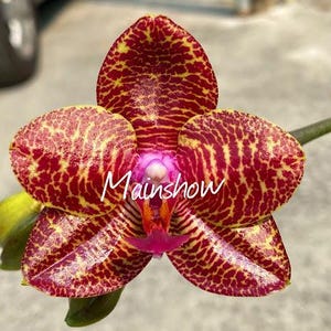 QMM061: Phal. Miro Gold Mosla 'MS'