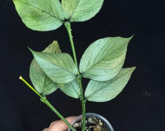Hoya polyneura silver/broget, fish-tail shape, silver/high splashy leaves