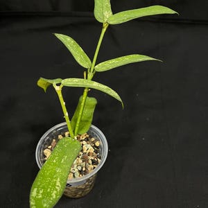 Hoya pandurata splash (b), well-rooted, splashy leaves