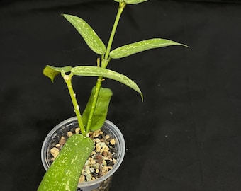 Hoya pandurata splash (b), well-rooted, splashy leaves