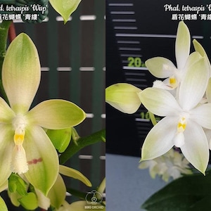D44: Phal tetraspis 'Wisp' ‘’