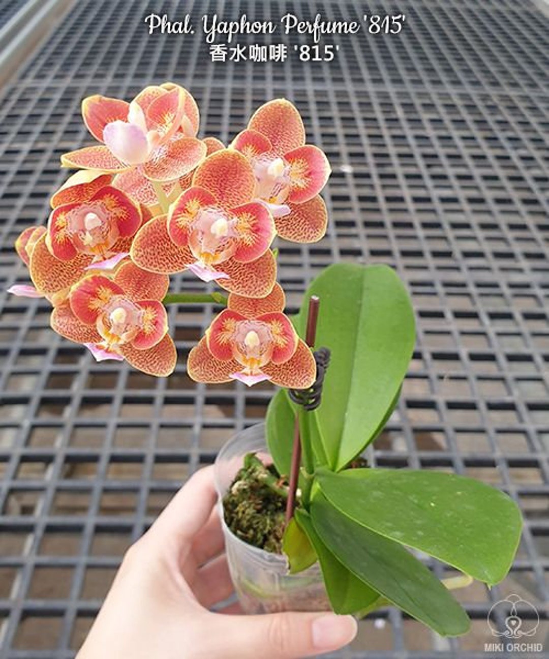 Phal Yaphon Perfume '815' C03 - Etsy