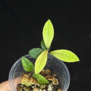 Hoya coin mini (karimantan) 約5センチカップ Hoya sp. Kalimantan