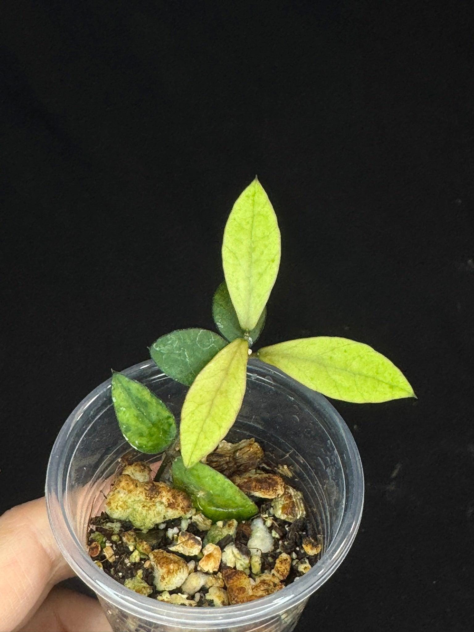 Hoya coin mini (karimantan) 　約５センチカップ Hoya coin mini (karimantan) 約5センチカップ Hoya coin mini