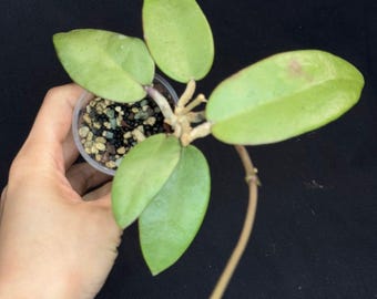 Hoya Silver Dollar, stable silver leaves