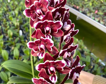 MainShow Orchid Phal Bloody Mary Mf066 Exclusive Breeding