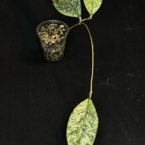 Hoya Crassipetiolata Splash/silver, Rooted, nice foliage