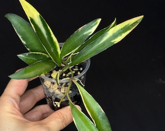 Hoya lori lynn, nice outer variegation
