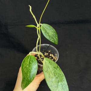 Hoya Rime silver/high splash, beautiful silver splashes on dark green foliage