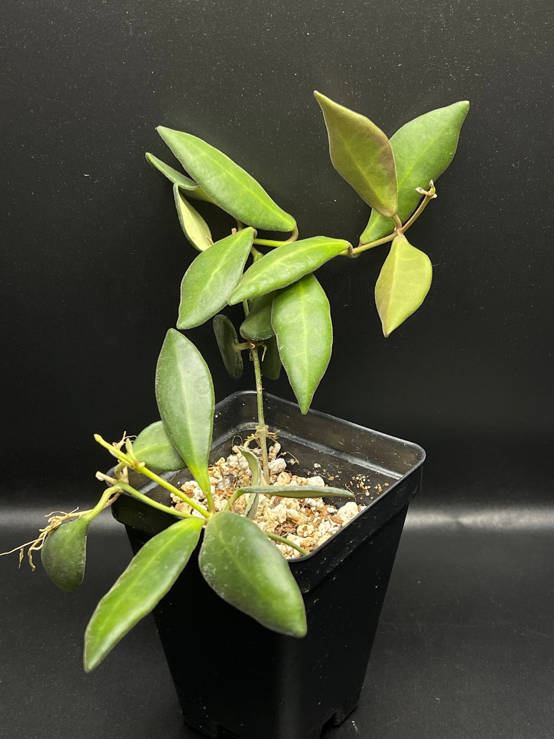 Hoya Burtoniae Fuzzy New Leaves Flowers Smell Nice Etsy
