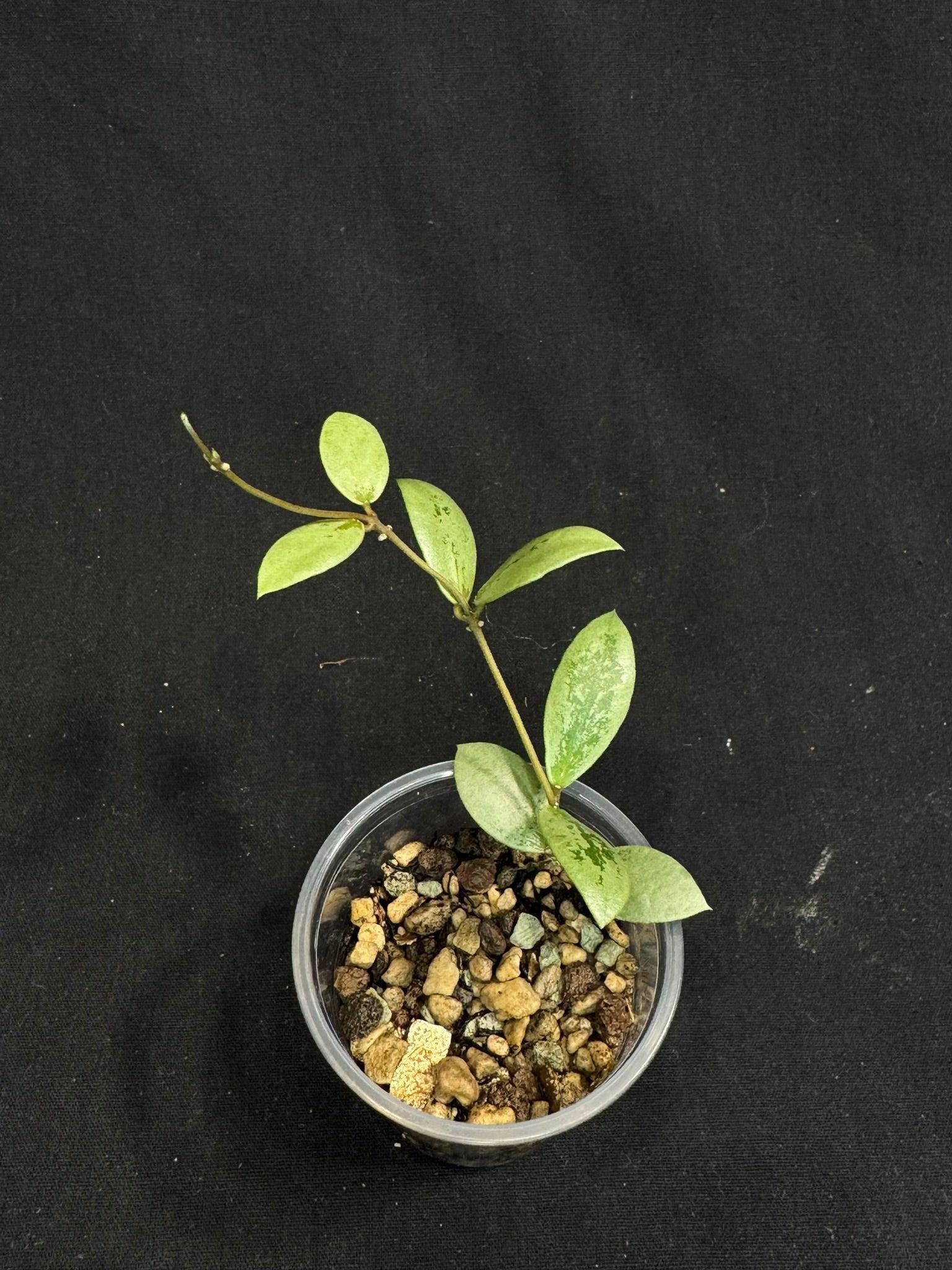 Hoya coin mini (karimantan) 　約５センチカップ Hoya Kalimantan Mini - Etsy