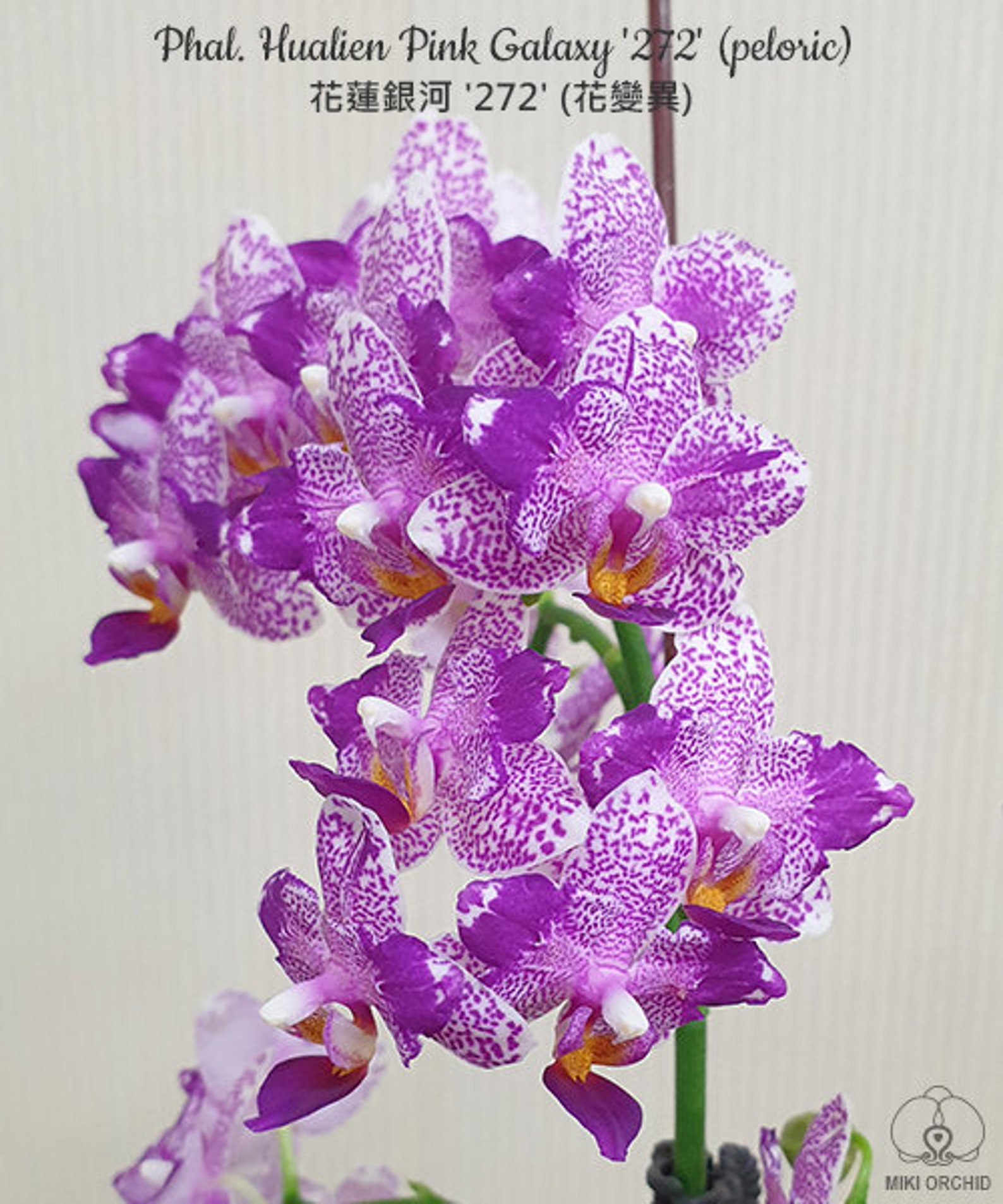 Phal Hualien Pink Galaxy '272' peloric Fragrant - Etsy