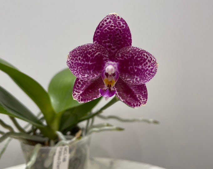 Phalaenopsis Mituo Diamond ‘white Python’ MCL-146, Big Flowers, Long ...