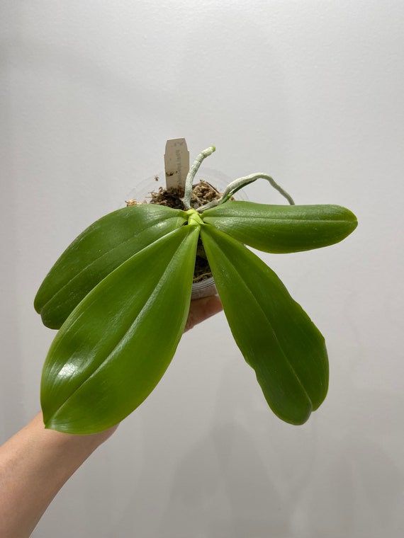 Phal Speciosa Taro 紫玉美人 Nice Taro Color Etsy