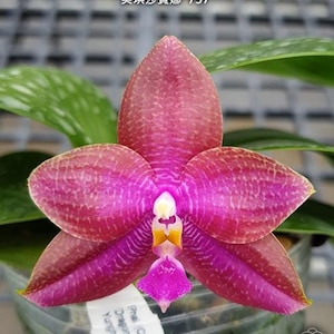 D54: Phal Miki Sabina '757' ‘757’