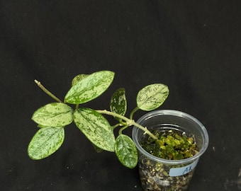 Hoya Lima high Splash, attracting splashy leaves (a1)