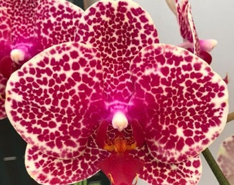 Phal OX Red Sesame (C13), big flowers