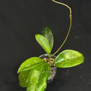 Hoya wildflower, splashy, well-rooted