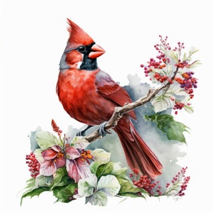 Watercolor Red Cardinal 10 Digital Clipart Bundle High Quality Images , Printable Art , JPEGs Digital Download Custom Print image 6