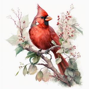 Watercolor Red Cardinal 10 Digital Clipart Bundle High Quality Images , Printable Art , JPEGs Digital Download Custom Print image 3
