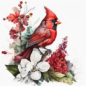 Watercolor Red Cardinal 10 Digital Clipart Bundle High Quality Images , Printable Art , JPEGs Digital Download Custom Print image 9