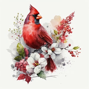 Watercolor Red Cardinal 10 Digital Clipart Bundle High Quality Images , Printable Art , JPEGs Digital Download Custom Print image 1