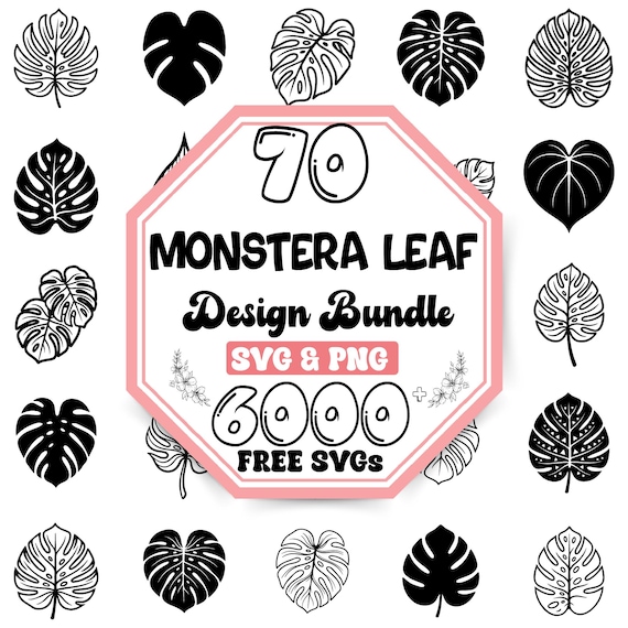 monstera albi Monstera Borsigiana Albo