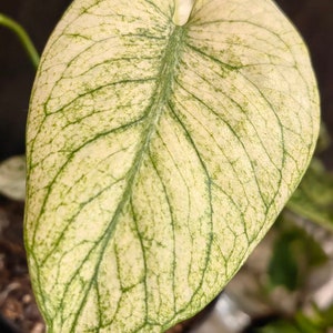 Super Rare Monstera Full Mint Variegata