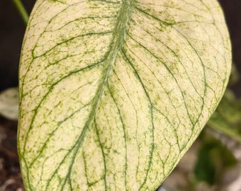 Super Rare Monstera Full Mint Variegata