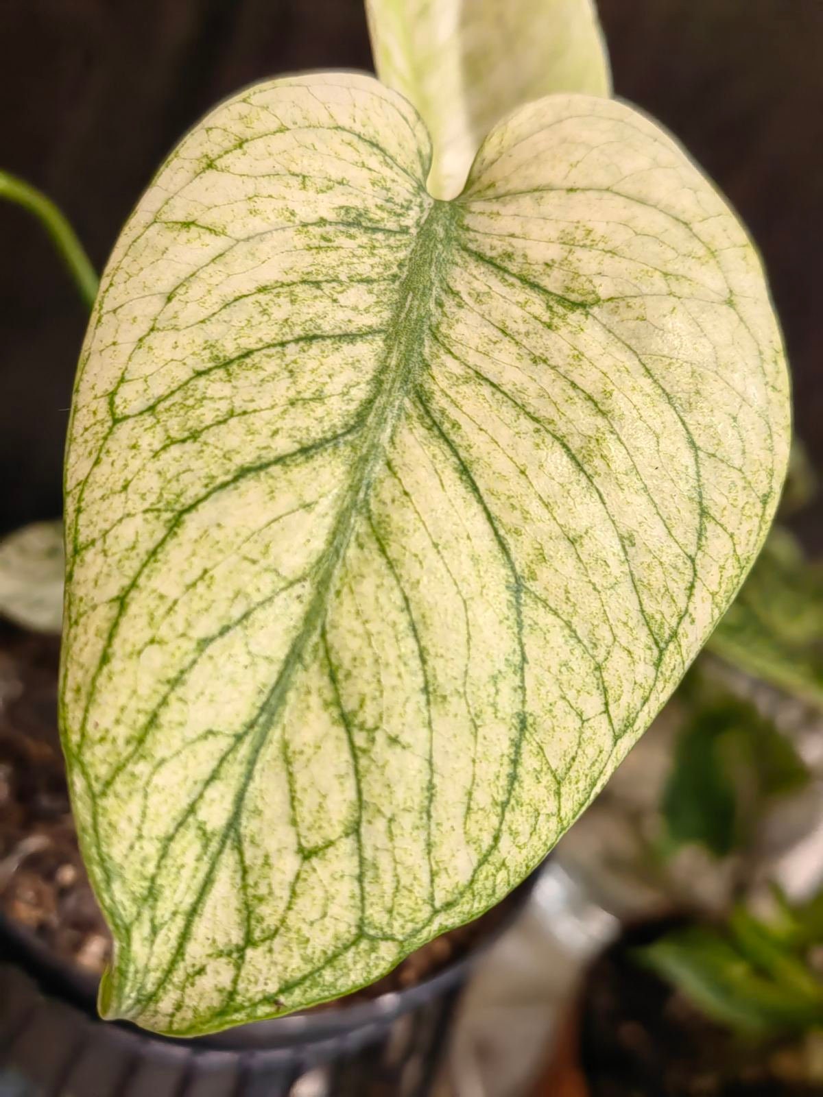 Monstera white lava - Etsy 日本