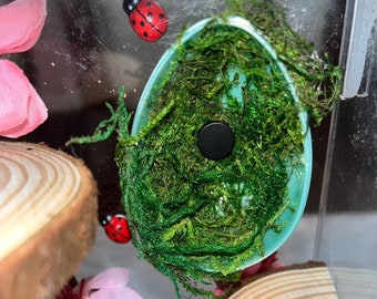Jumping Spider Hide Colorful Real Moss