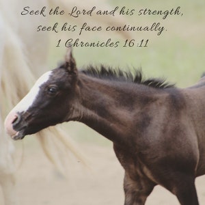 1 Chronicles 16:11 Shawnee herd wild horses religious digital wall art print picture