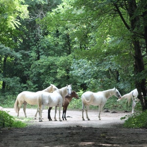 Shawnee Herd wild horses digital wall art print picture