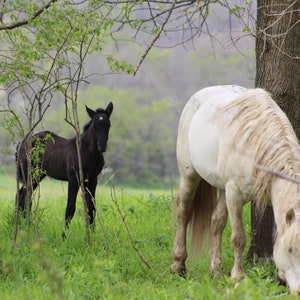 Broadfoot Herde Wild Horses of Ozarks digitales Kunstdruck Bild