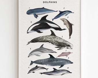 Dolphin Species Print: Marine Animals Educational Illustration (Digital Download)