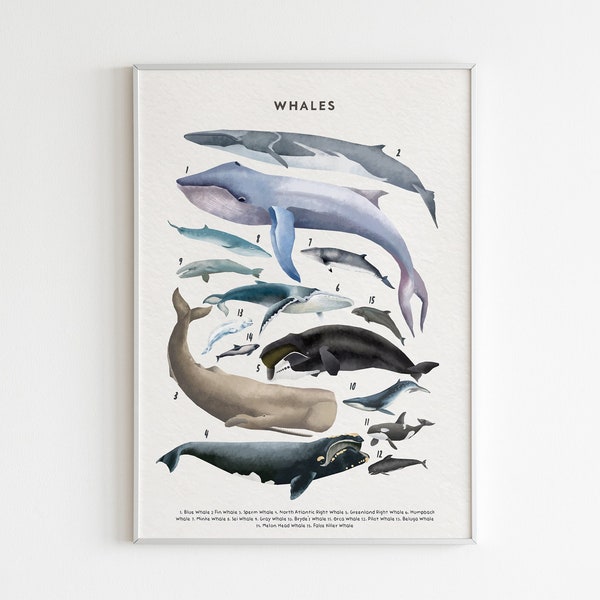 Whale Print, Educational prints, Whale Species, Marine Animals poster, Whales Educational Illustration, Whales Chart Print, DIGITAL DOWNLOAD