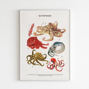 Impresión de pulpos, impresiones educativas, especies de pulpos, póster de animales del océano, ilustración educativa de pulpos, DESCARGA DIGITAL