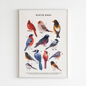 Póster educativo de aves invernales, póster de aves, naturaleza, póster educativo, pósteres educativos Montessori, láminas descargables de aves, aves