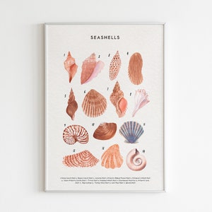 Seashells Nursery Print, Beach Nursery Decor, Watercolor Seashells Wall Art, Coastal Home Decor, Coastal Nursery Seashell Educational Print